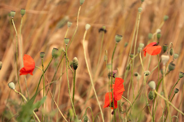 poppies and ears in the meadow