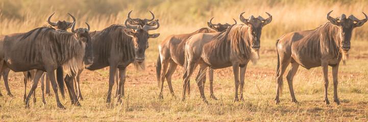 Line of wildebeest standing staring at camera