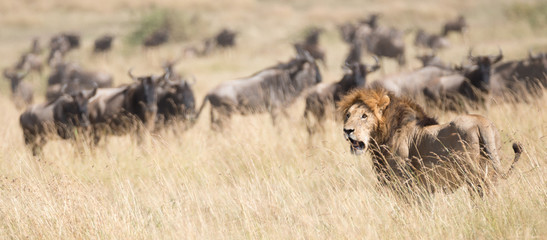 Lion watches as wildebeest pass behind him