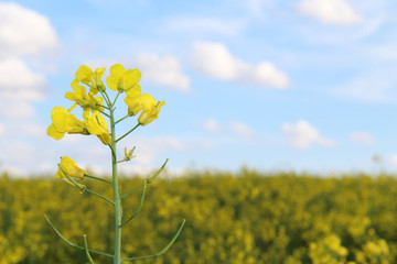 Obraz premium Yellow flowers of Colza and blue sky