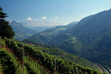Naklejka na ściany i meble Weinanbau in Südtirol