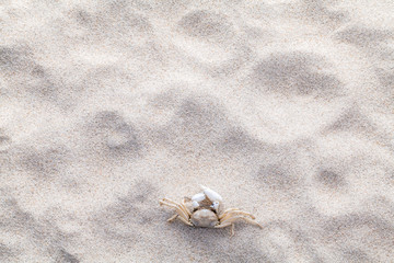 Sea shells,starfish and crab on beach sand for summer and beach