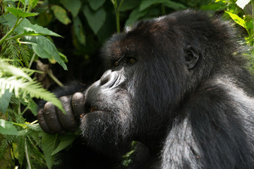 Male gorilla in dappled sunshine chews leaves