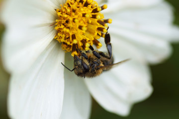 Bee sitting on a white flower.