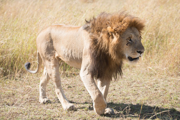 Male lion walks head down across savannah