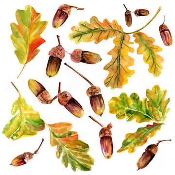 Set of watercolour oak leaves and acorns, autumn or wine themed design elements