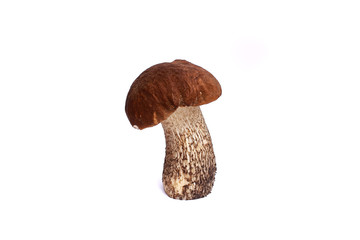 mushroom boletus