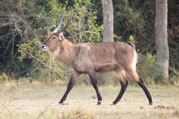 Naklejka na ściany i meble Male waterbuck with curved horns gallops past