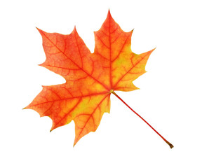 Naklejka na ściany i meble The yellow-red maple leaf