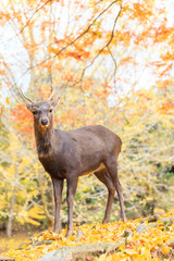 Deer live freely in Nara, Japan.