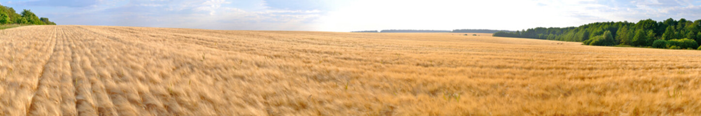 wheat field panorama