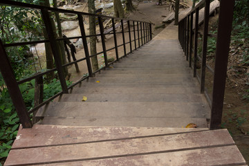walkway in the forest