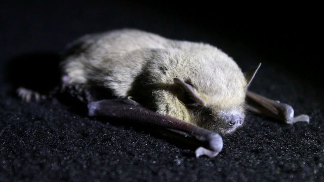 Bat night lying on the ground.