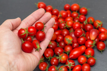 rote Tomaten in der Hand