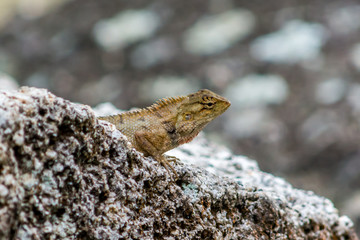 Lizard on the rock