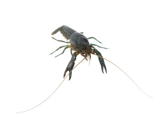 Marble crayfish