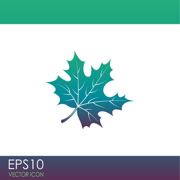 Maple Leaf vector icon.