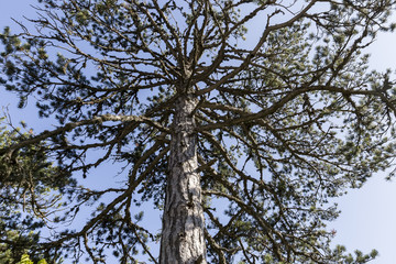 The tree from the root to the top.