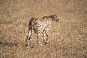 Pregnant cheetah walking away with head turned