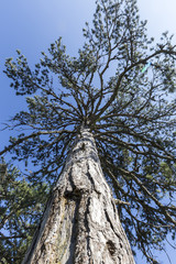 Fototapeta premium The tree from the root to the top.