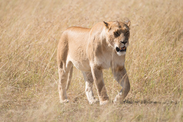 Sleepy lioness walking slowly across African savannah