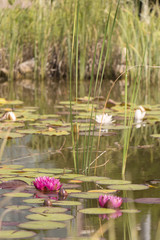 Water lilly