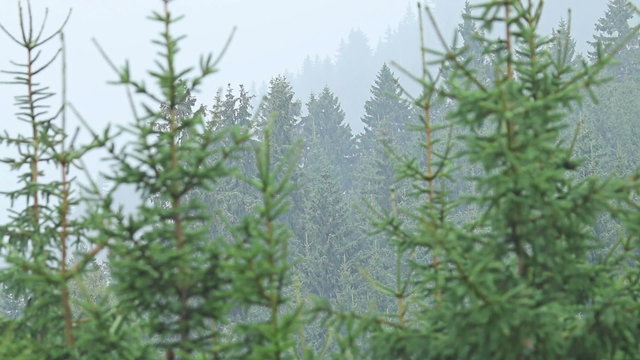 Heavy rain in mountain pine forest