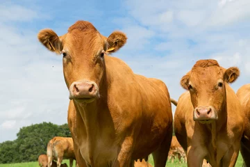 Meubelstickers Koe Limousin koeien