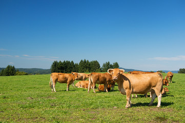 Fototapeta premium Limousin cows