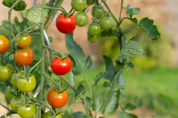 Tomatoes in the vegetable garden