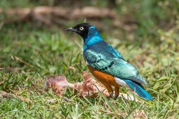 Superb starling perched beside bone on grass