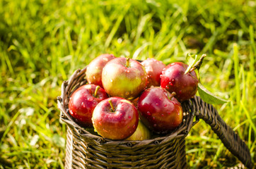 Basket of apples and drop of water