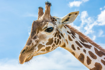 Giraffe in der Savanne