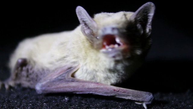 Bat night lying on the ground and flies with terrible muzzle.