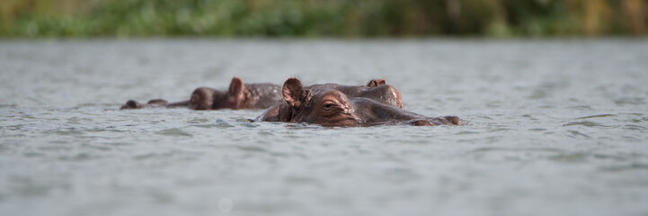 Two hippos showing only heads above water