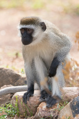 Naklejka na ściany i meble Vervet monkey sitting on rock in sunshine