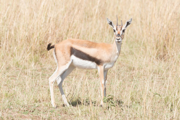 Young Thomson's gazelle stands staring at camera