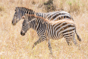 Zebra and foal walk side-by-side on savannah