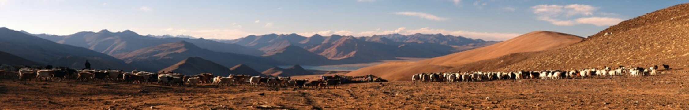 Evening Panoramic View Of Goats And Sheeps Herd