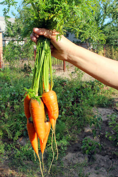 bunch of carrots in the hand