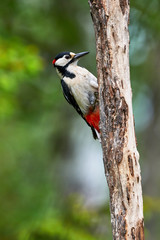 Male Great spottet Woodpecker