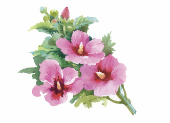 Watercolor flowers in classical style on a white background