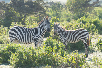 Zebra mother and foal head to head