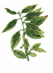 Dry herbarium plants. flowers and leaves vector illustration