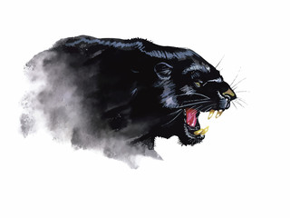 Panther hand painted watercolor illustration isolated on white