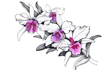 Beautiful monochrome, black and white flower isolated. Hand