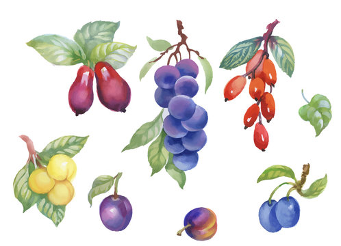 Watercolor berries, plum and other fruit on white background