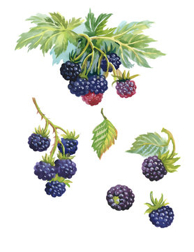 Watercolor blackberry on white background