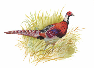 Hand drawn pheasant in the grass and flowers, isolated on white
