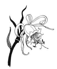 Watercolor flowers in classical style on a white background